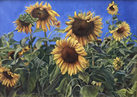Becky Hartvigsen - Packs Sunflowers